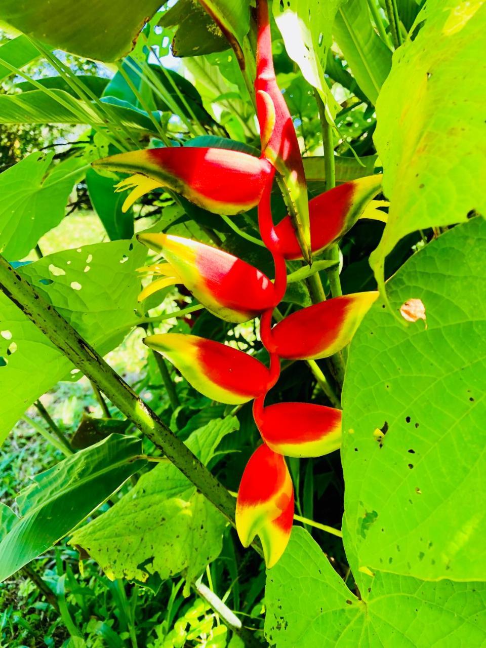 Casa Oceana Bed & Breakfast Bocas Town Exterior photo